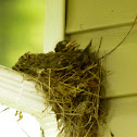American Robin