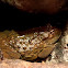 African Bullfrog