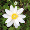 Bloodroot
