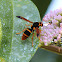 Large Mud-Nest Wasp