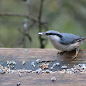 Eurasian Nuthatch