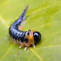Sawfly Larvae