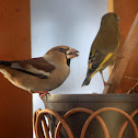 Hawfinch