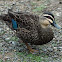 Pacific black duck