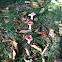Russula