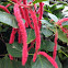Chenille plant