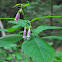 Chelonopsis moschata