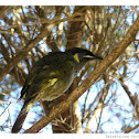Lewin's Honeyeater
