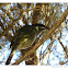 Lewin's Honeyeater