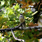 Golden Whistler