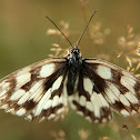 Marbled White - Okáč bojínkový