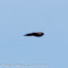 Sand Martin; Avión Zapador