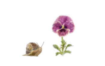 Snail and Flower