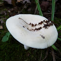 Short-stemmed Russula