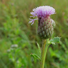 Canada Thistle