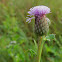 Canada Thistle