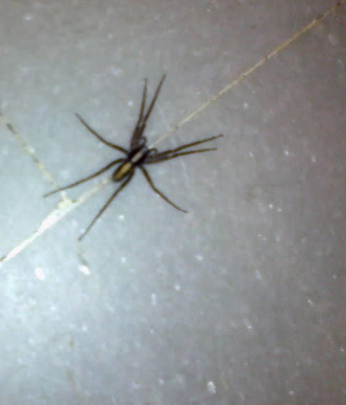 Spotting Image 1