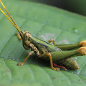 grasshopper