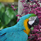 Parrot
