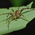 False wolf spider