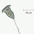 Vorticella