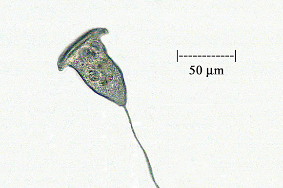 Spotting Image 1