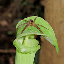 Raft spider, Fishing spider