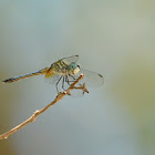 Black-winged Dragonlet