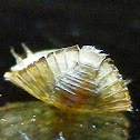 Water Penny