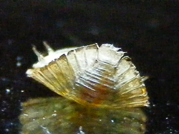 Spotting Image 1