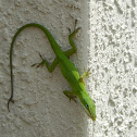 Green Anole Lizard