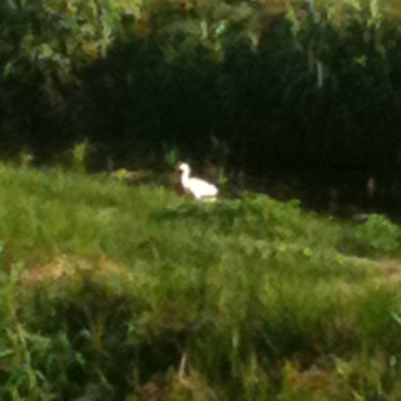 Spotting Image 1