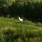 Little Egrett