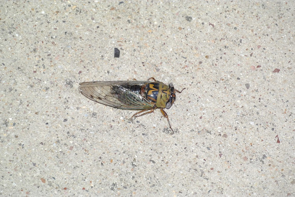 Spotting Image 1