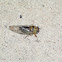 Dog-Day Cicada