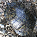Fresh water turtle, eastern river cooter