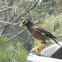 Common Myna