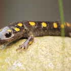 Yellow-spotted Salamander