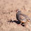 Red-legged Partridge