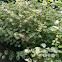 Variegated fallopia