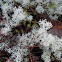 reindeer lichen