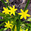 Yellow Star Flower