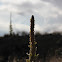Great mullein