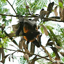 Giant golden-crowned flying fox