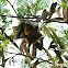 Giant golden-crowned flying fox