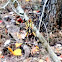 Garden Spider