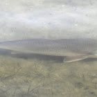 Red drum