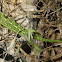 Chameleon
