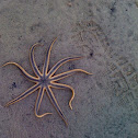 Nine Armed Sea Star