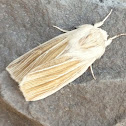 Cattail Caterpillar Moth